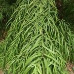 Afrocarpus gracilior