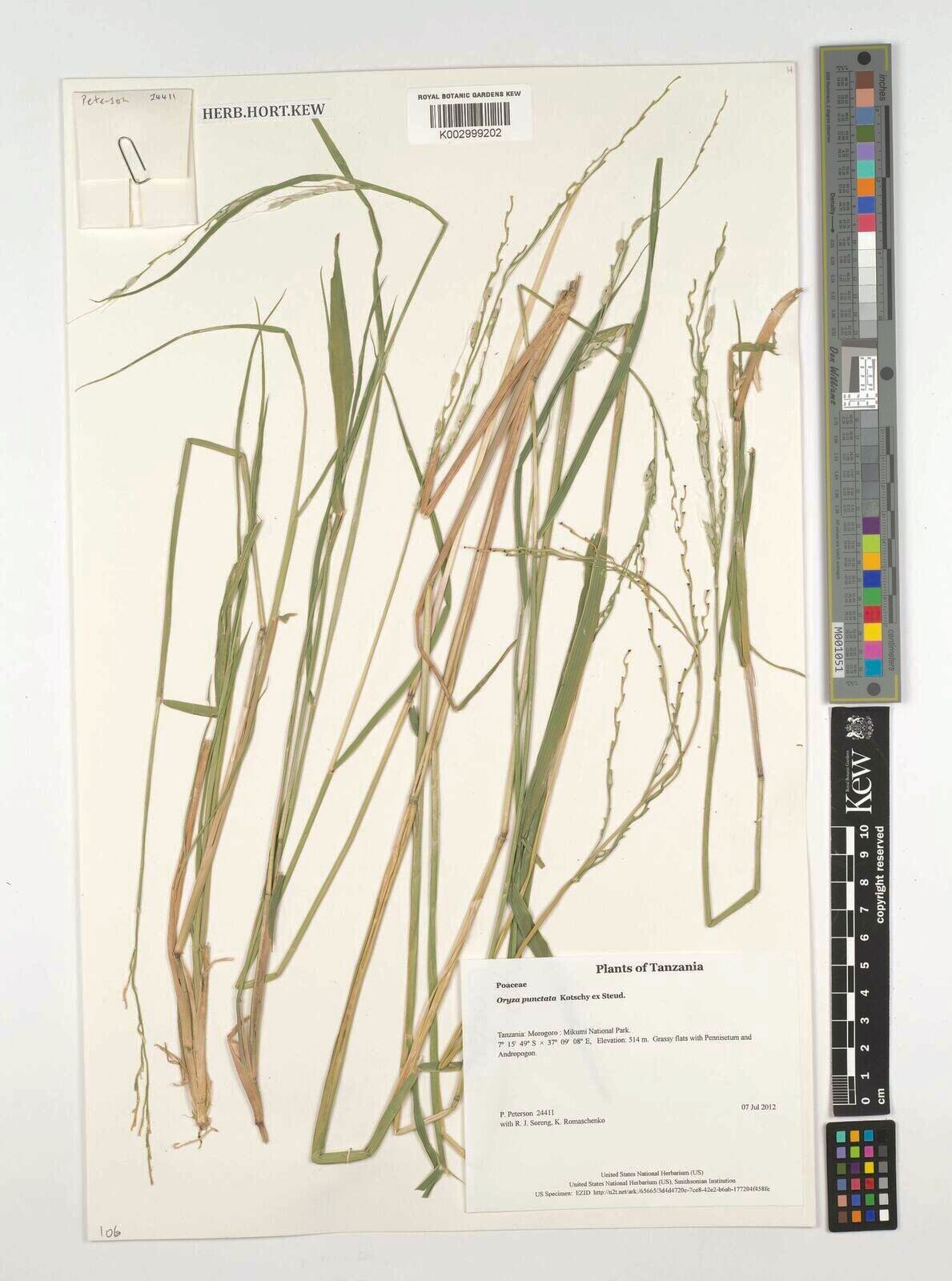 Oryza punctata — houseplant care guide