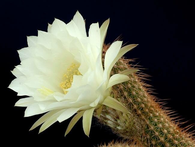 Soehrensia strigosa flower