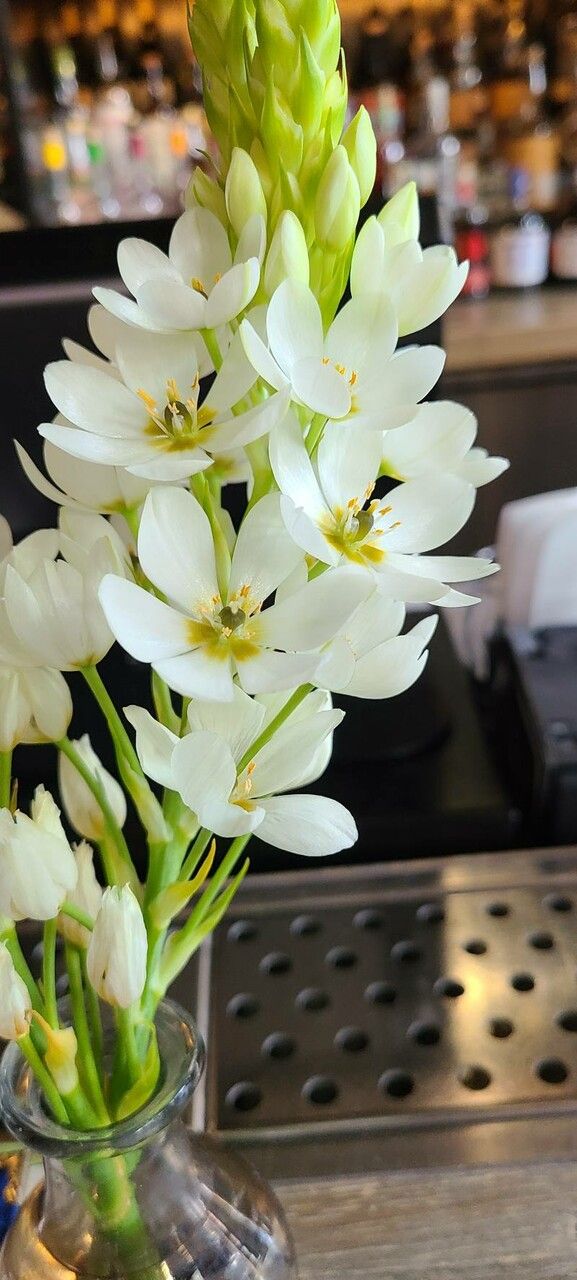 Ornithogalum thyrsoides flower