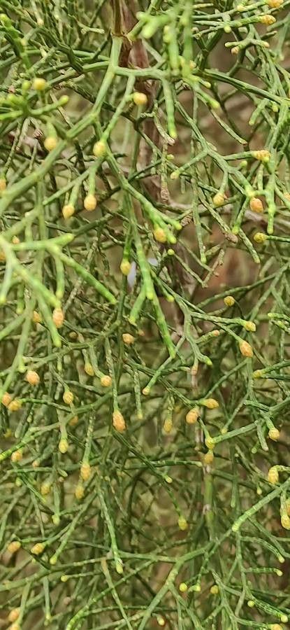 Tetraclinis articulata flower
