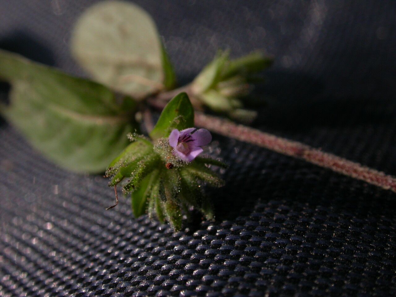 Staurogyne humilis habit