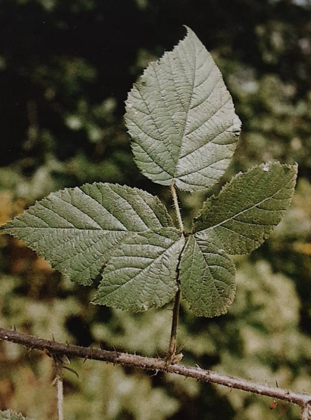 Rubus sendtneri — houseplant care guide