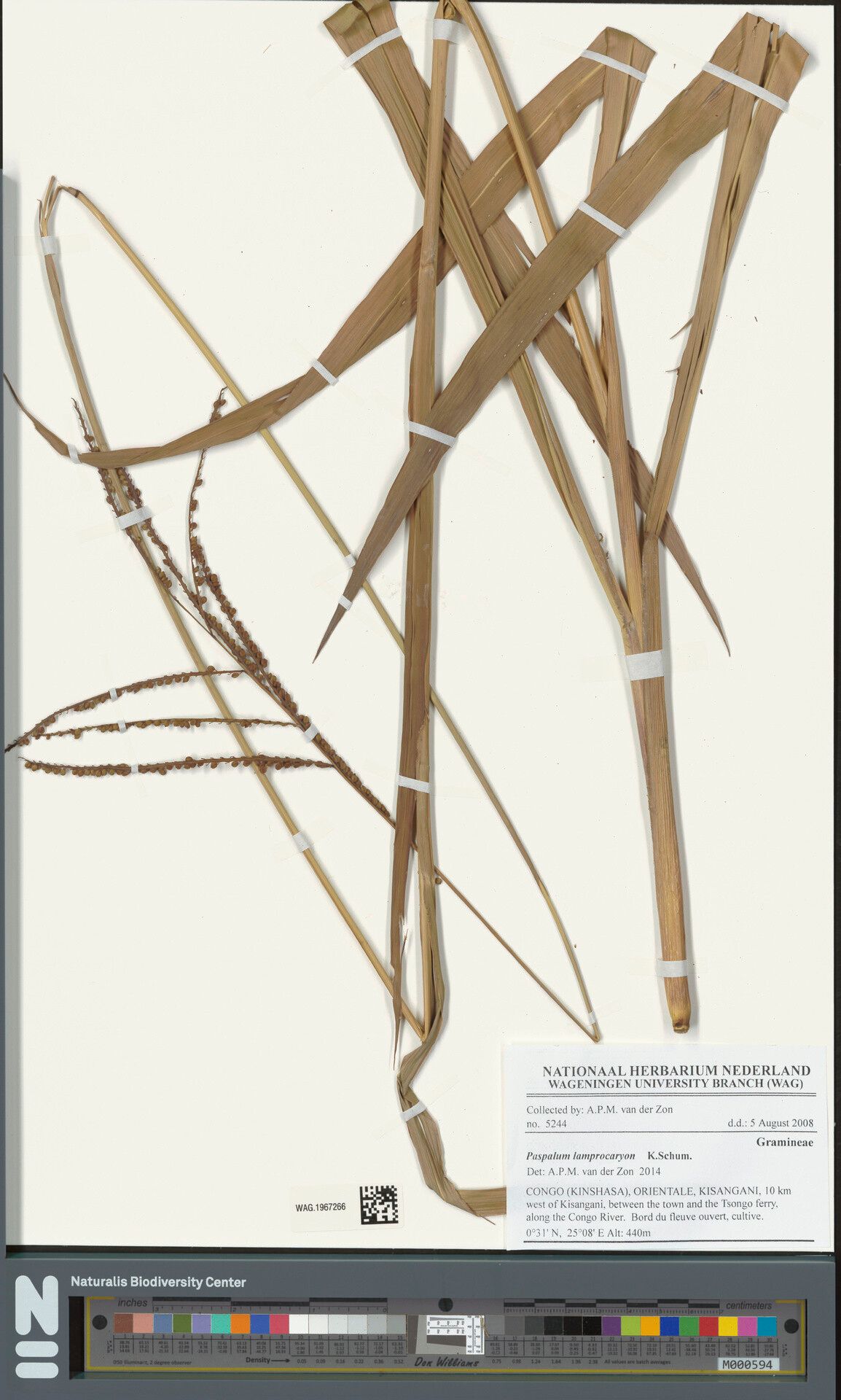 Paspalum lamprocaryon — search result for 'Paspalum'