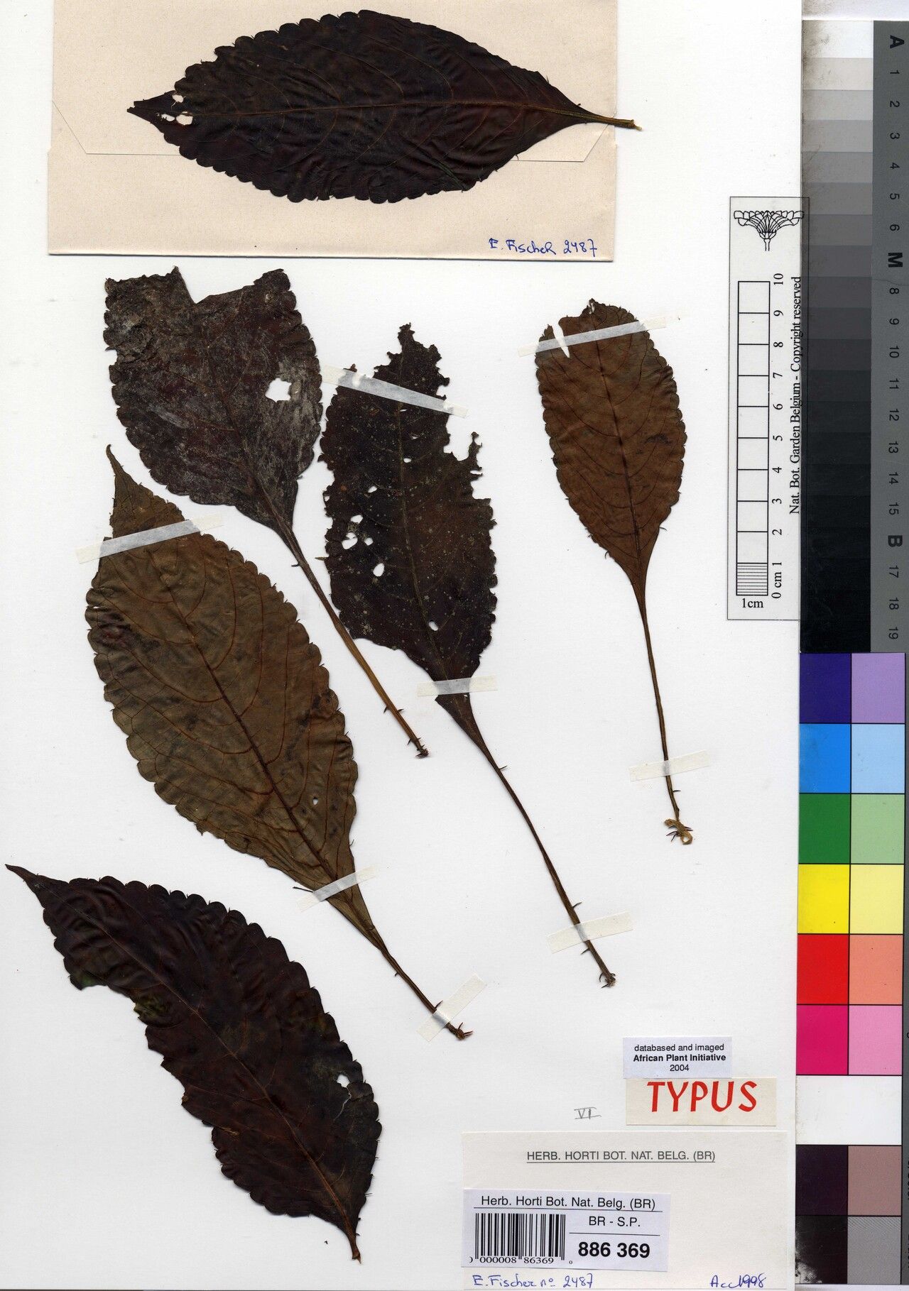 Impatiens clavicalcar — houseplant care guide