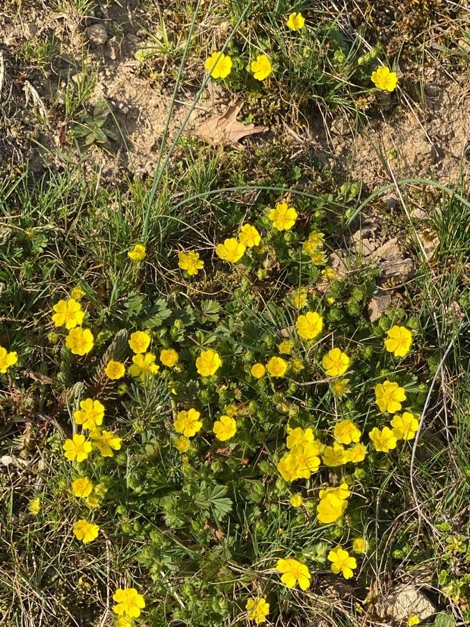 Potentilla thuringiaca flower