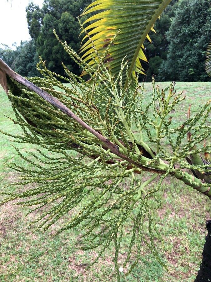 Hyophorbe lagenicaulis flower