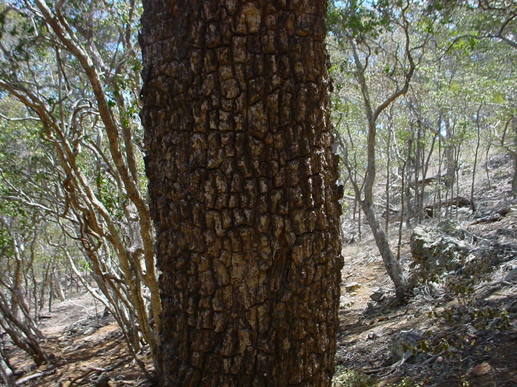 Sarcomelicope leiocarpa bark