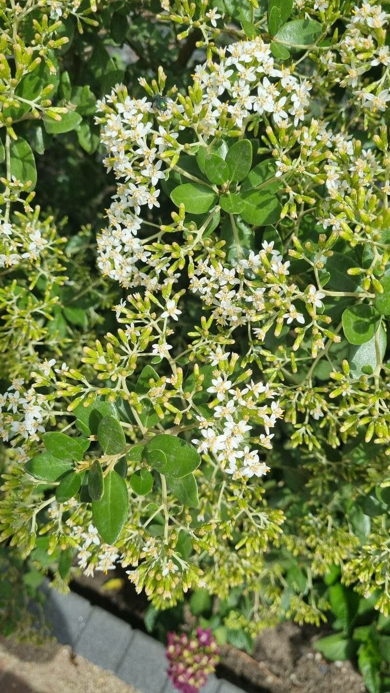 Nuxia congesta flower