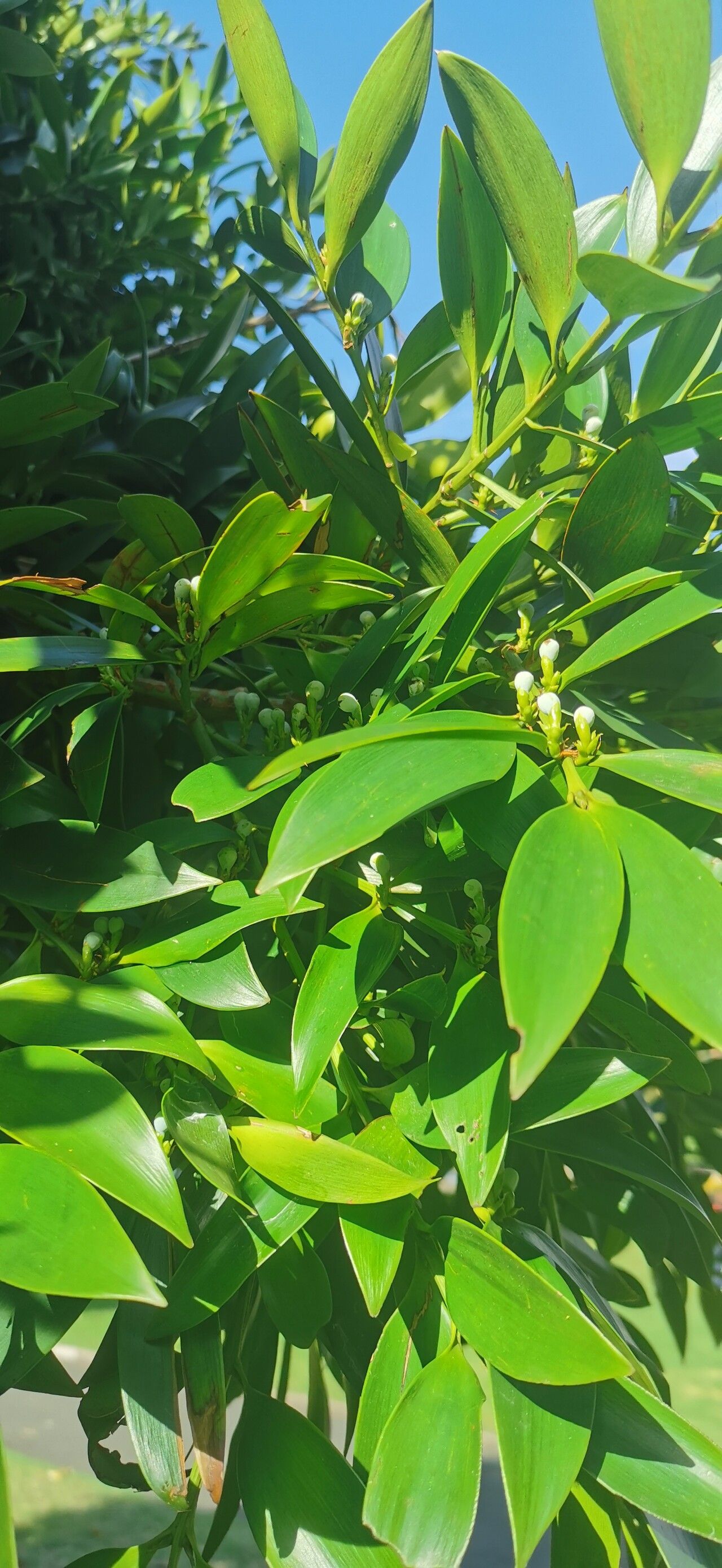 Nageia fleuryi flower