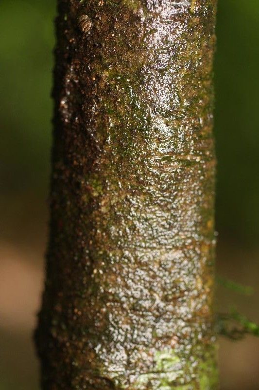 Psychotria platypoda bark