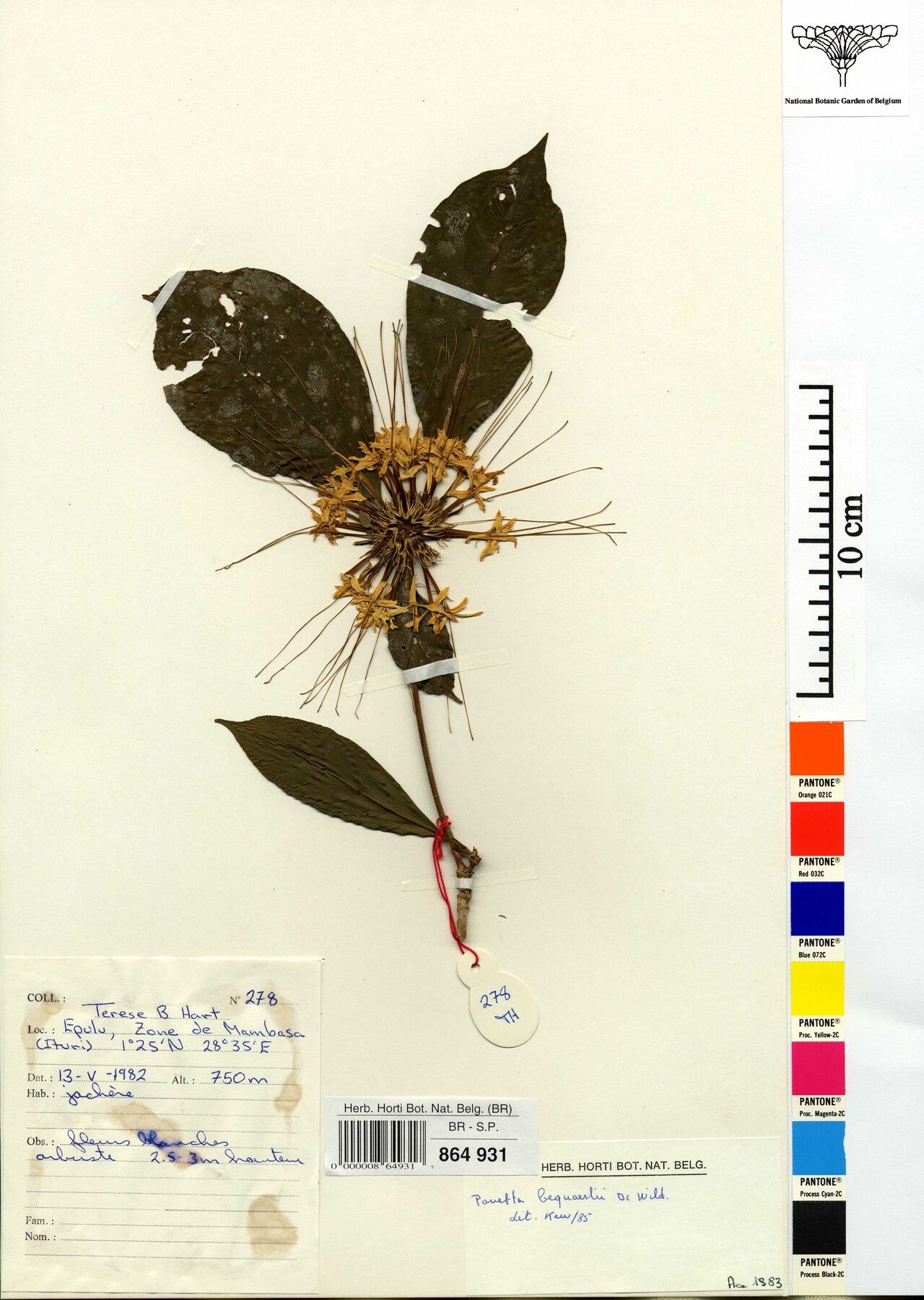 Pavetta bequaertii — houseplant care guide