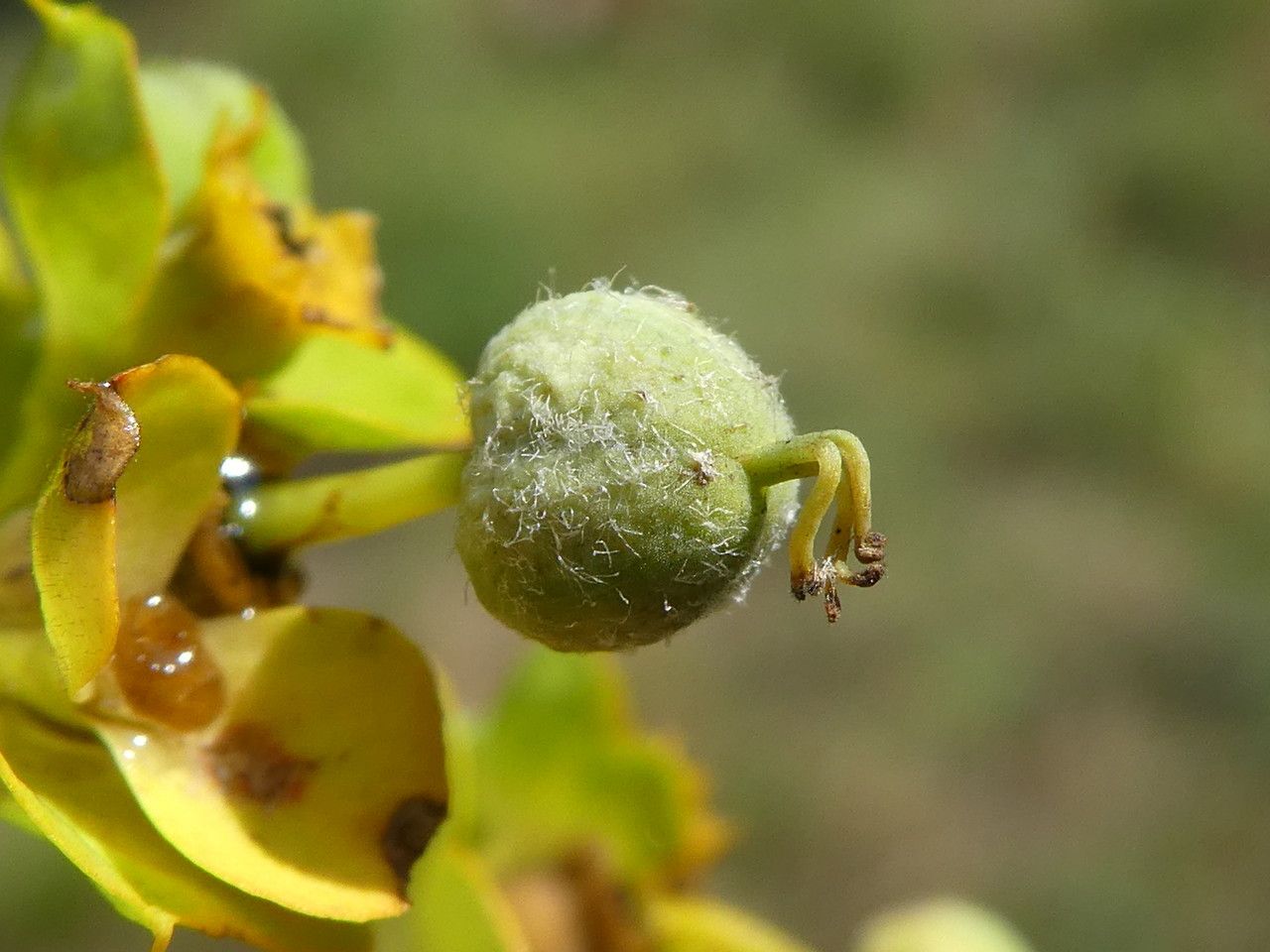 Euphorbia nicaeensis fruit