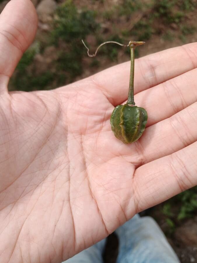 Searsia pyroides fruit