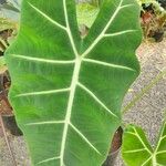Alocasia micholitziana