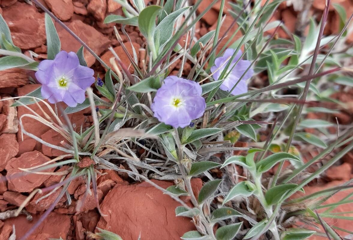 Evolvulus arizonicus habit