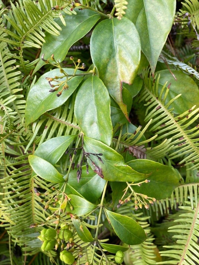 Gelsemium elegans — related species from the same genus