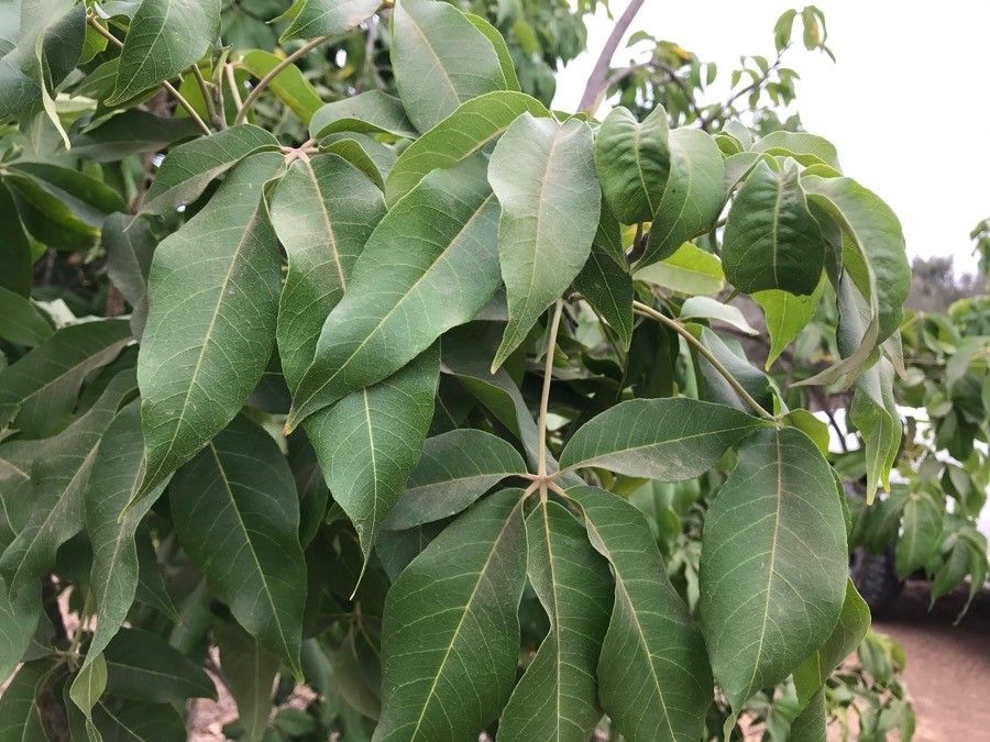 Searsia chirindensis leaf