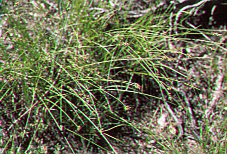Carex vallicola habit