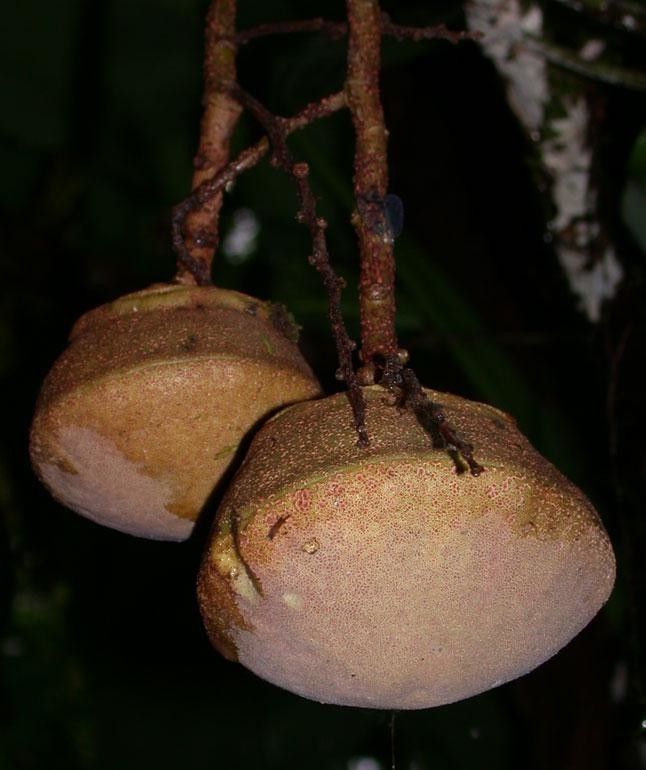 Eschweilera collinsii fruit