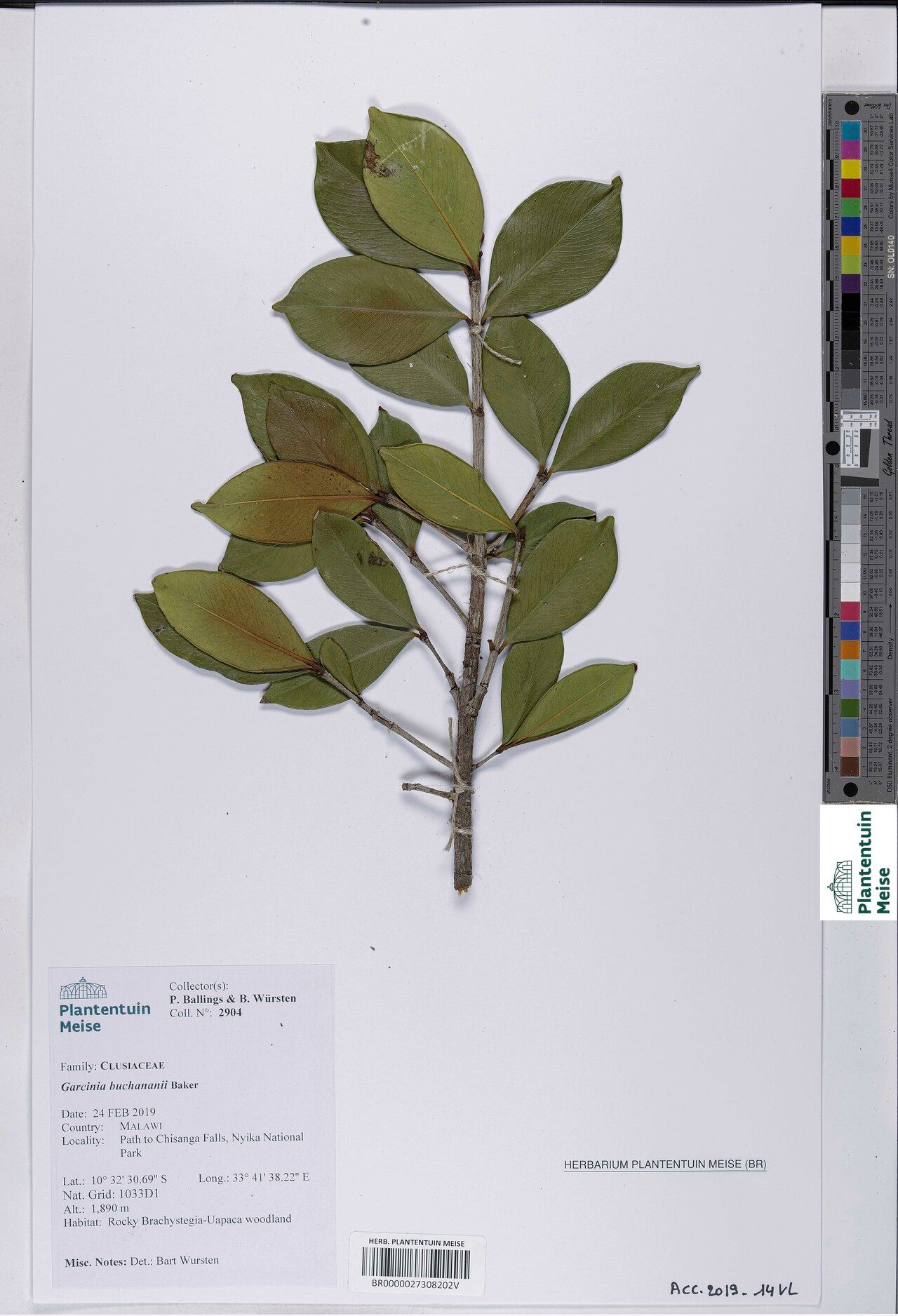 Garcinia buchananii — houseplant care guide