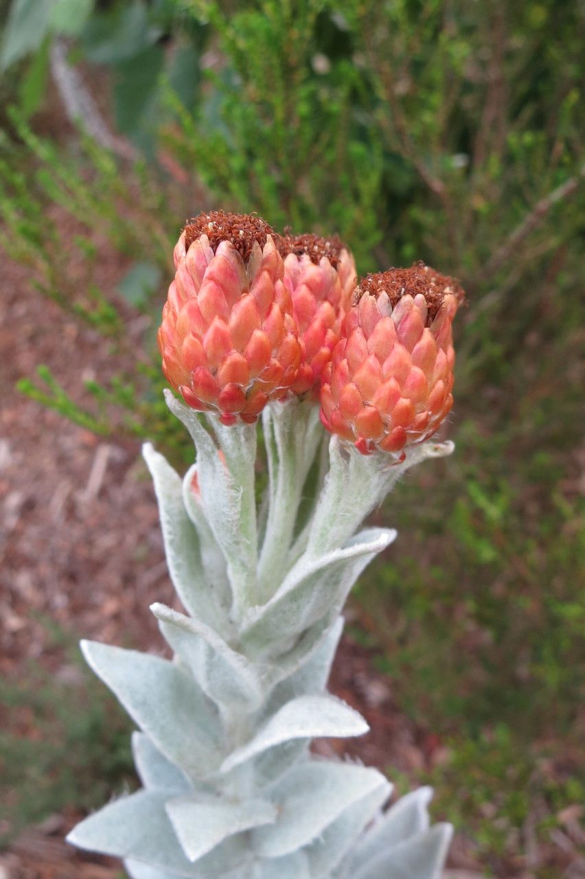 Syncarpha eximia fruit
