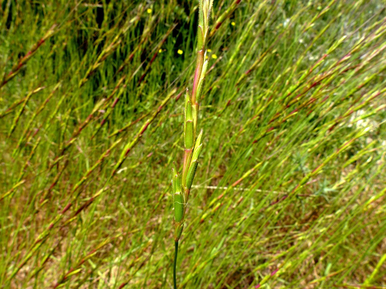 Aegilops speltoides leaf