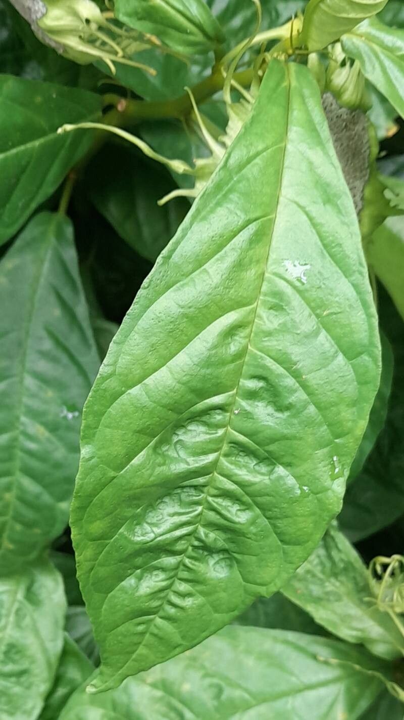 Dorstenia turnerifolia — search result for 'Dorstenia'