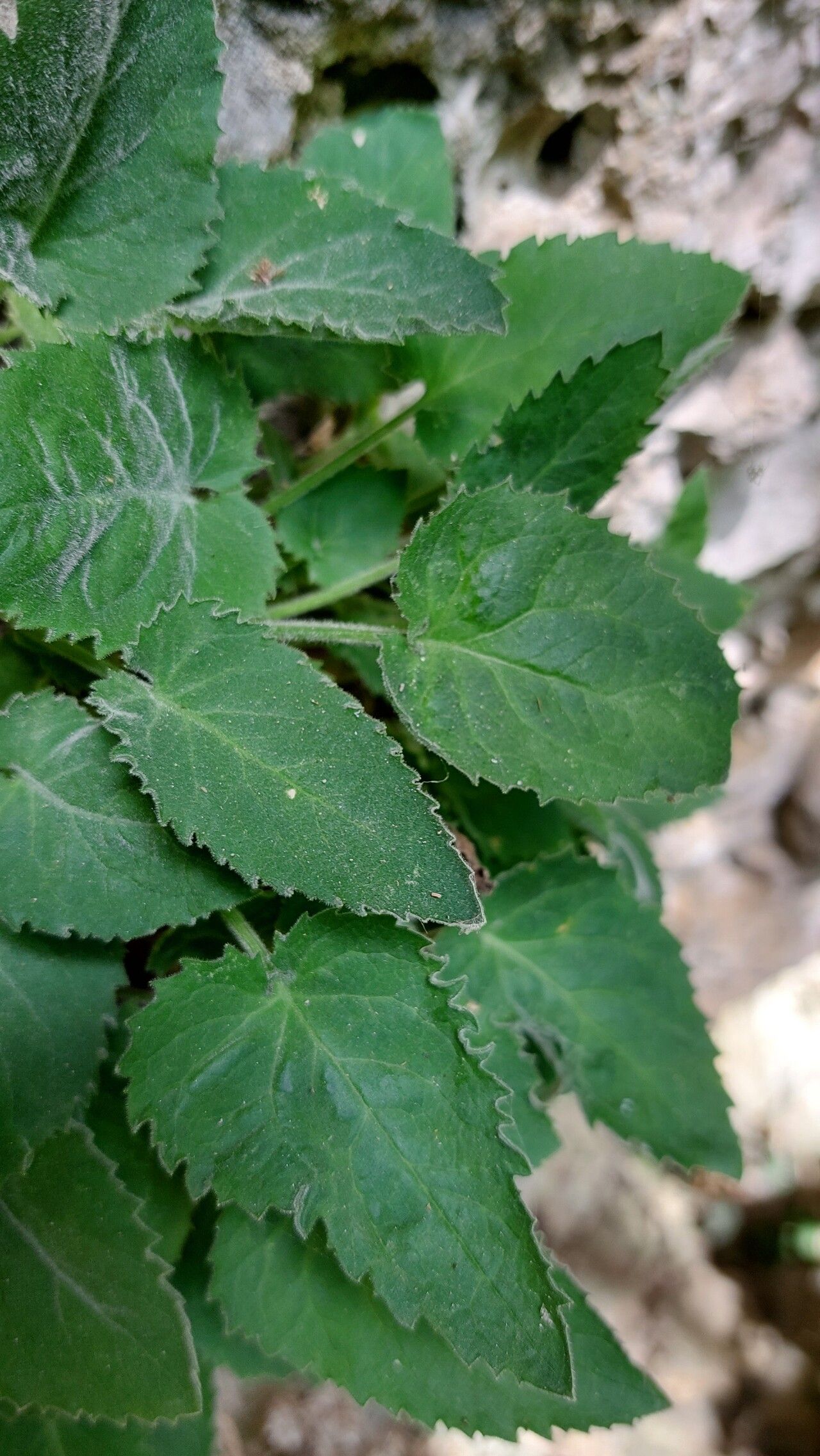 Campanula elatinoides leaf