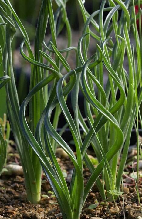 Albuca gethylloides — houseplant care guide