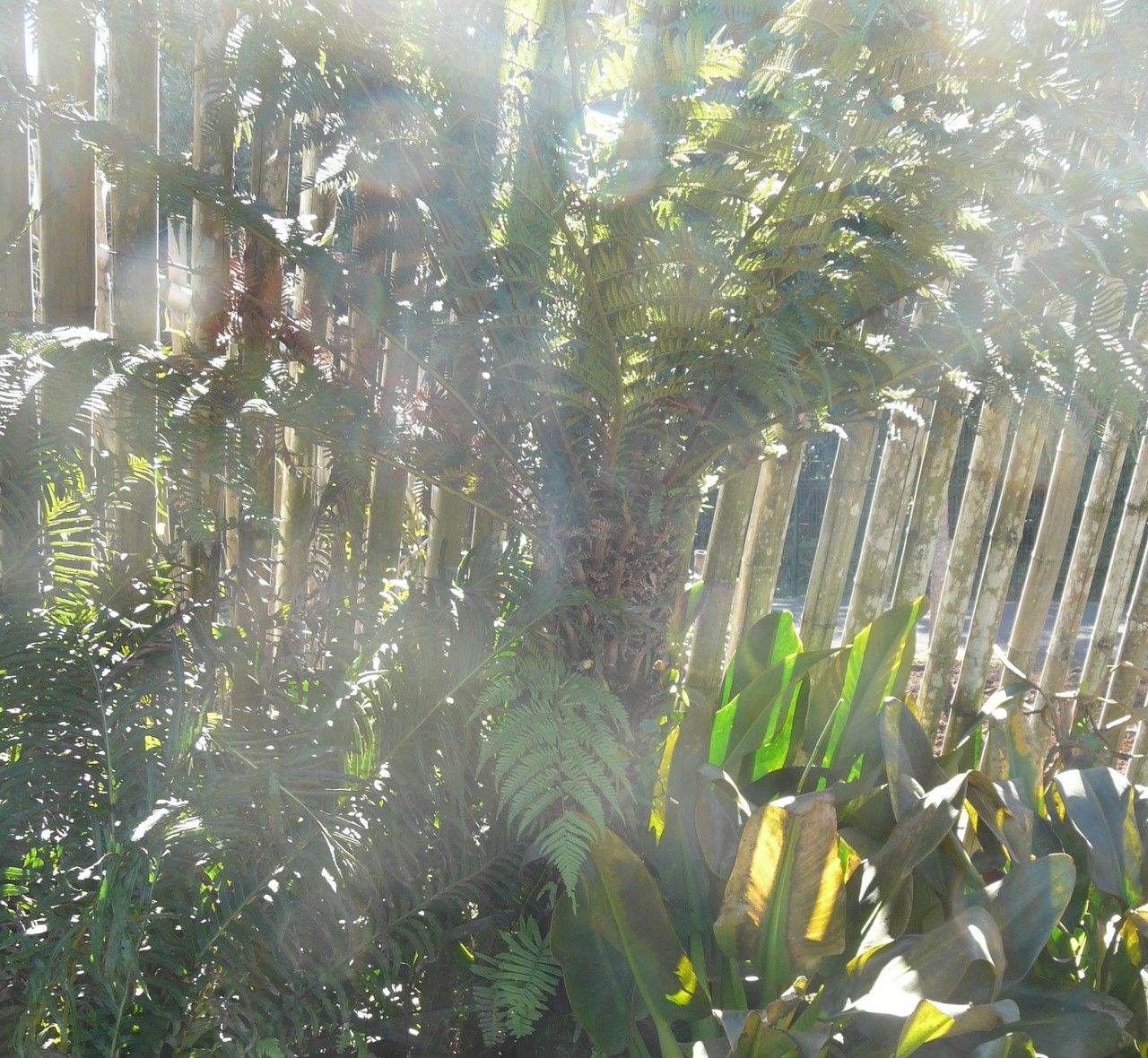 Dicksonia sellowiana — houseplant care guide