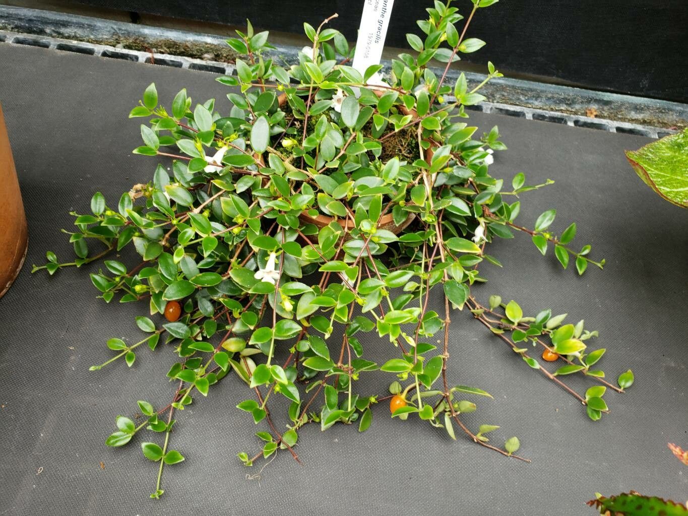 Codonanthe gracilis habit