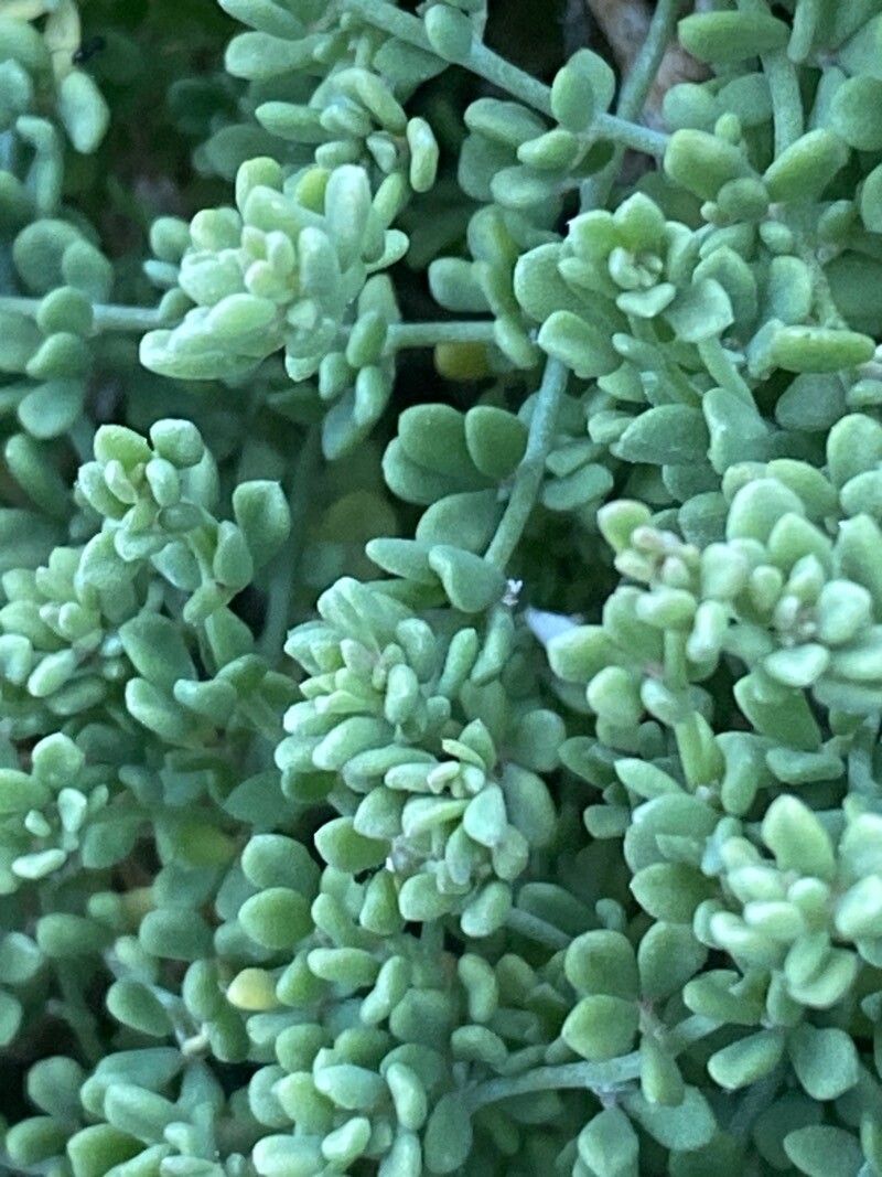 Lotus glaucus — search result for 'Lotus'