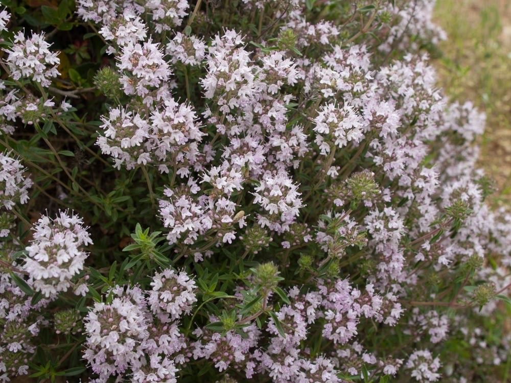 Thymus teucrioides — houseplant care guide