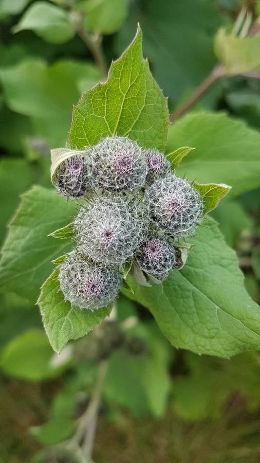 Arctium tomentosum fruit