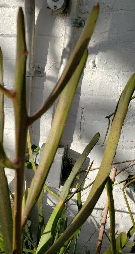 Euphorbia xylophylloides leaf