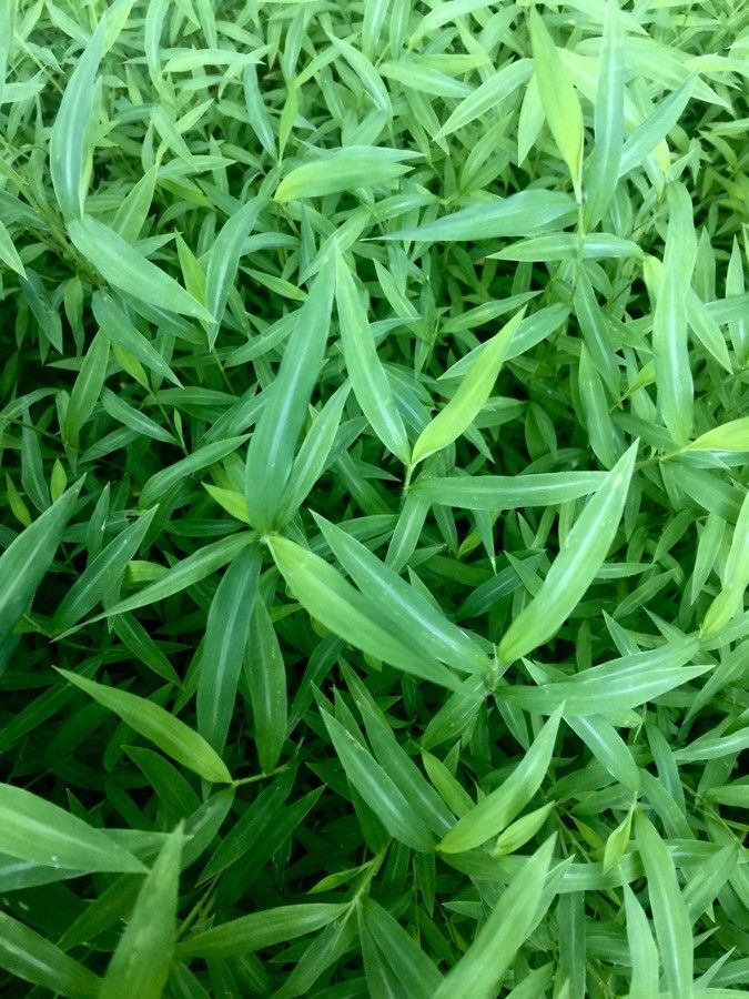 Dianthus spp. — search result for 'Dianthus'