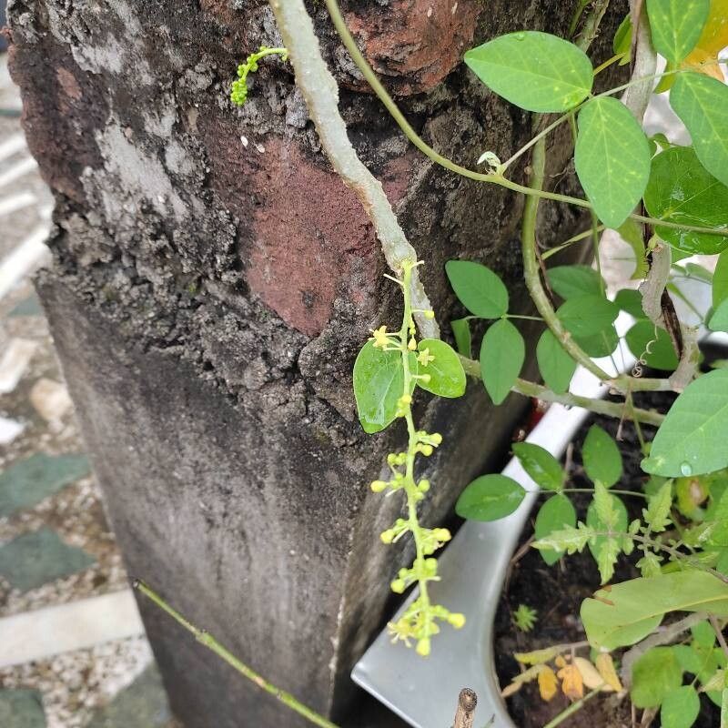 Tinospora cordifolia flower
