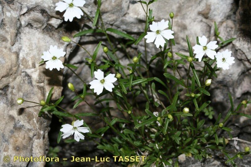 Heliosperma veselskyi habit