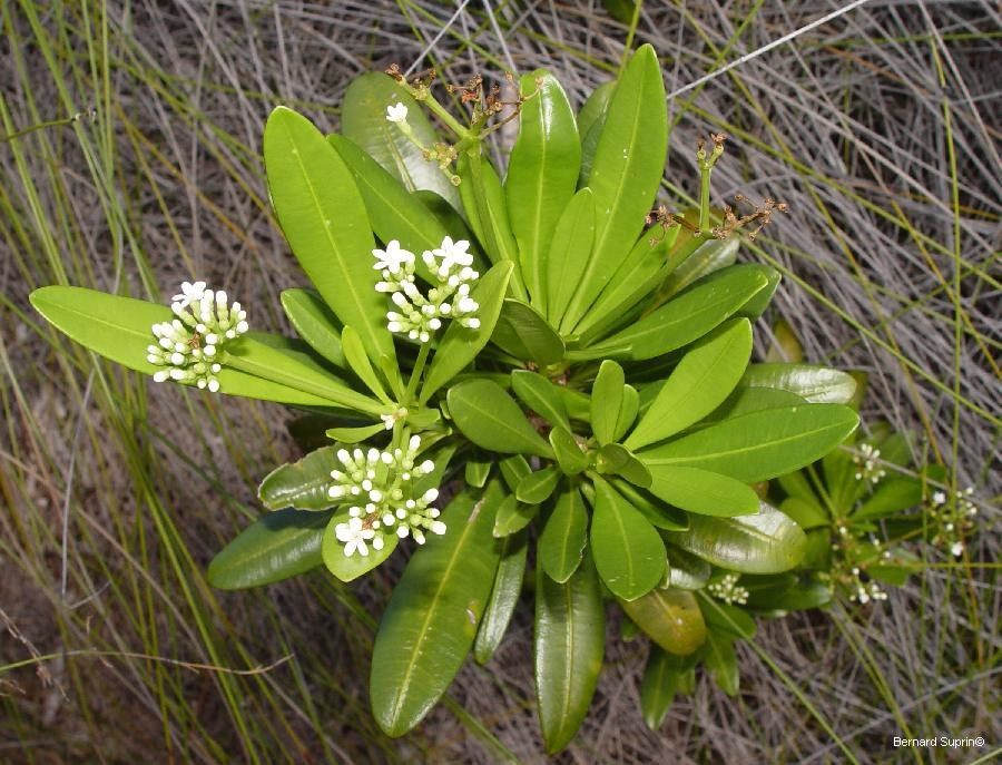 Rauvolfia sevenetii habit