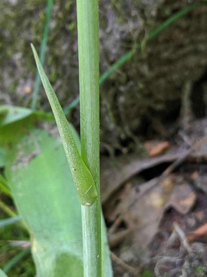 Manfreda virginica bark