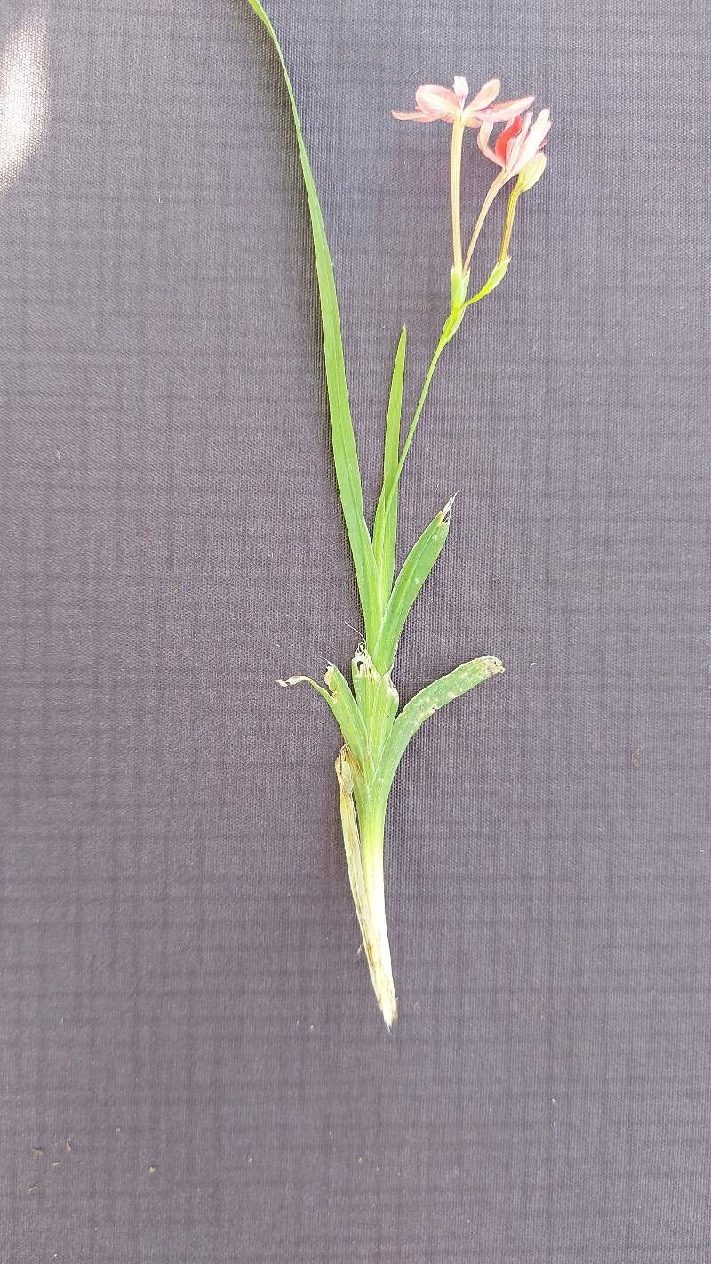 Freesia laxa leaf