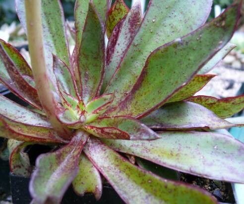 Echeveria tamaulipana leaf