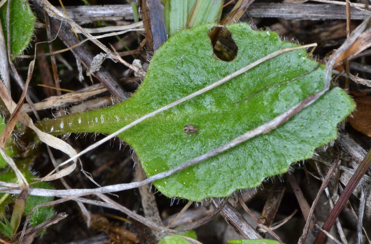 Micranthes californica leaf