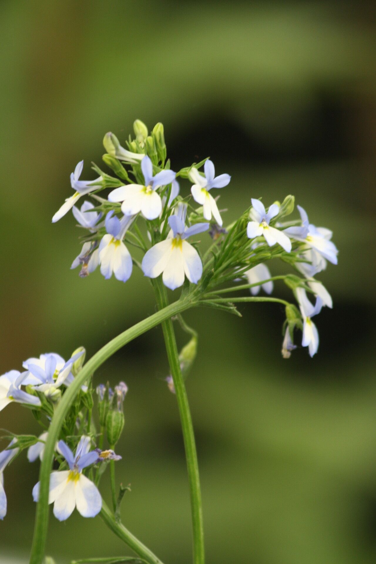 Lobelia comosa — houseplant care guide