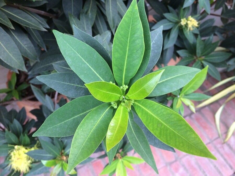 Xanthostemon pubescens — houseplant care guide