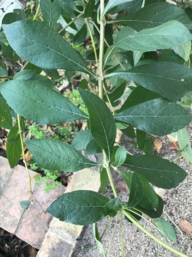 Rotheca myricoides leaf
