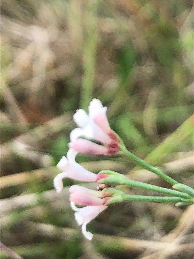 Asperula aristata flower