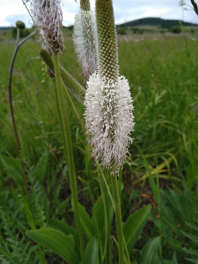 Plantago maxima flower