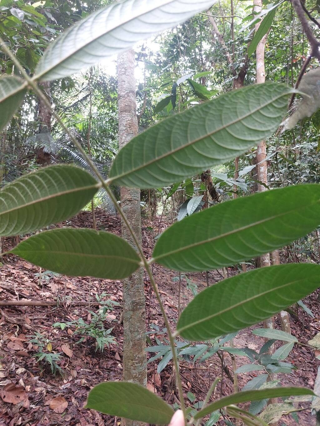 Canarium hirsutum leaf